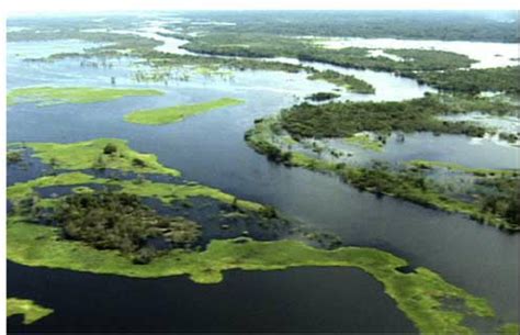 Inundated Floodplain Of The Amazon River This Geomorphology Is Highly