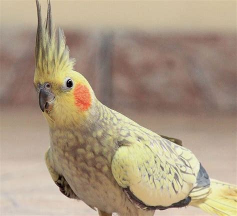 Cockatiel behavior - Pet cockatiel Personality Breeding and Health