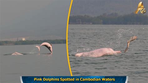 Pink Dolphins Spotted In Cambodian Waters