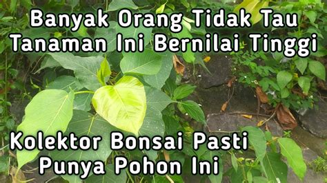 Tanaman Bonsai Yang Banyak Tumbuh Di Pinggir Sungai YouTube