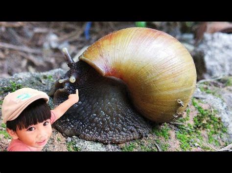 Hunting Snail Mencari Dan Berburu Hewan Bekicot Youtube