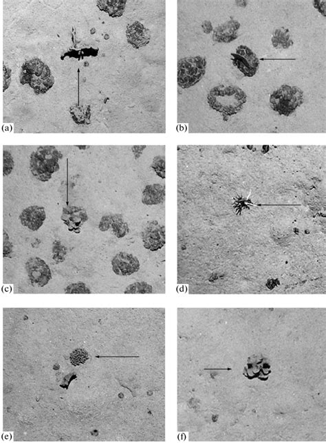 Bottom photographs (area = 1 m 2 ), showing xenophyophores attached to ...