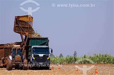 Tyba Online Assunto Colheita Mecanizada De Cana De A Car Para