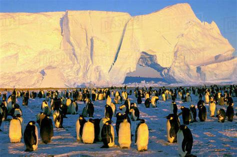 Antarctica Antarctic Peninsula Weddell Sea Atka Bay Emperor