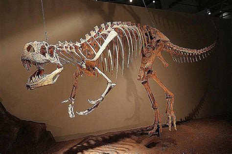 Ichthyovenator Skeleton