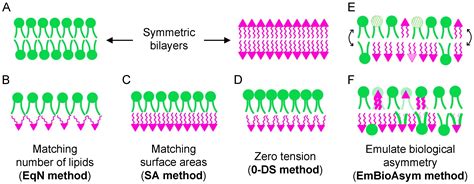 Building Atomistic Models Of Asymmetric Lipid Bilayers Encyclopedia MDPI