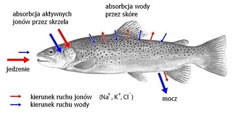 Ryby Akwariowe Budowa I Biologia