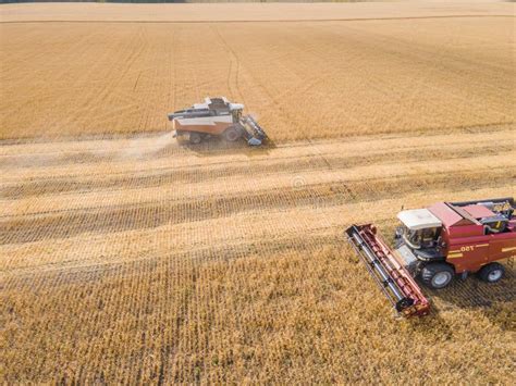 Harvest Wheat Grain And Crop Aerial View Harvesting Wheat Oats Barley