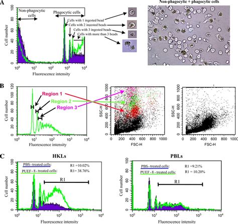 Development Of A Flow Cytometric Assay To Assess Phagocytosis Of