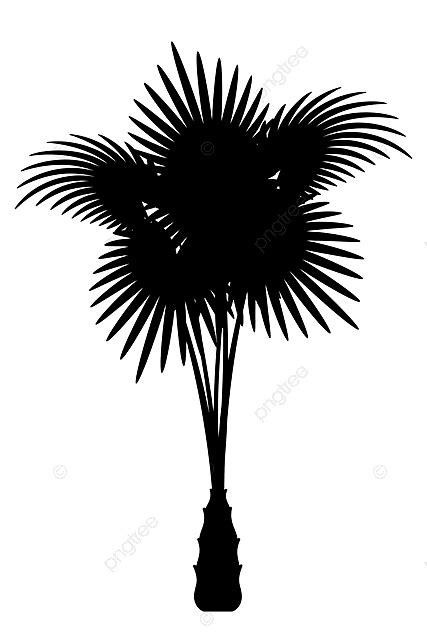 Palmera Contorno Negro Silueta Stock Vector Ilustración Aislado Sobre