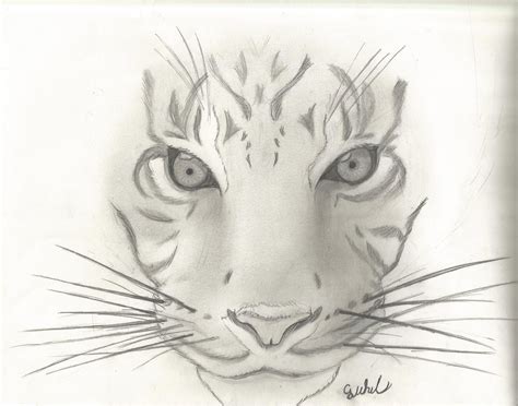 Animal Sketch Ideas At Explore Collection Of