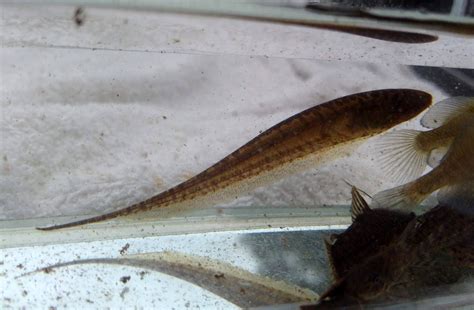 Hypopomidae