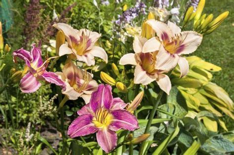 Learn What Is The Difference Between A Tiger Lily And A Daylily How