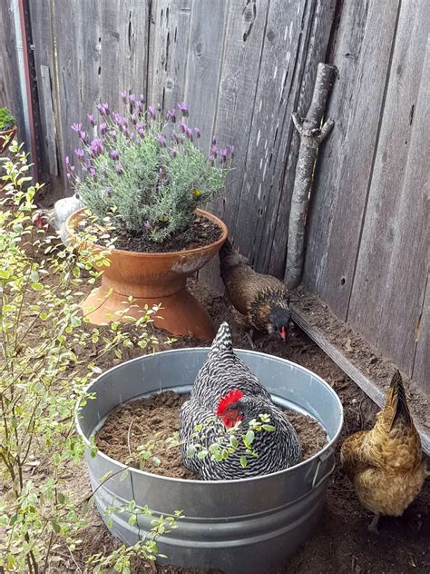 How To Make A Chicken Dust Bath Easy Diy Ideas Dust Bath Chicken