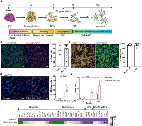 Hipsc Derived Astrocytes Undergo Reactive Transformation In Response To