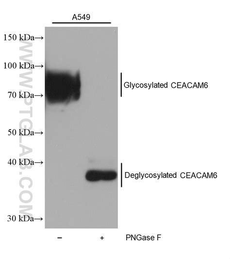 Ceacam6 Antibody 30569 1 Ap Proteintech