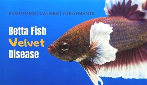 Betta Fish Velvet Disease Symptoms And Causes Treatment