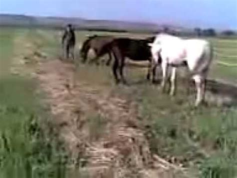 Конь - Буян - YouTube