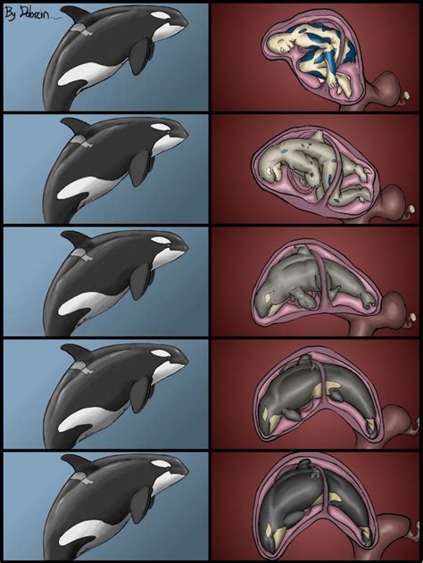 Rule 34 Animal Cetacean Dolorcin Female Feral Feral Unbirthing Human