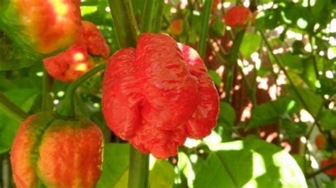 Trinidad Moruga Scorpion World S Hottest Pepper Tops 2m Scoville Heat Units Ibtimes