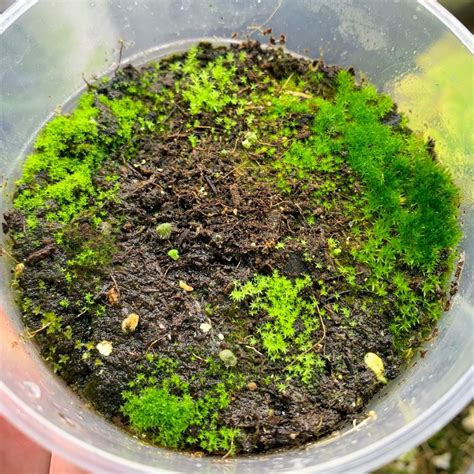 How To Grow Live Moss