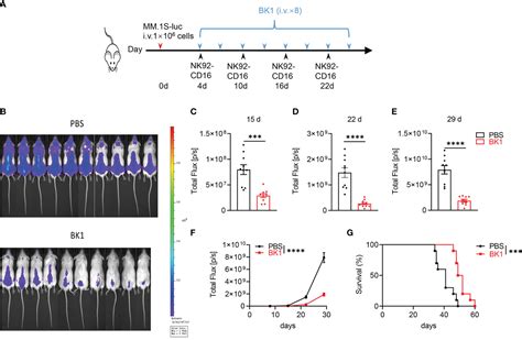 Frontiers Bispecific Nk Cell Engager Targeting Bcma Elicits Stronger