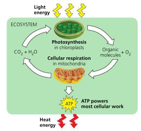 Cellular Respiration And Fermentation Flashcards Quizlet