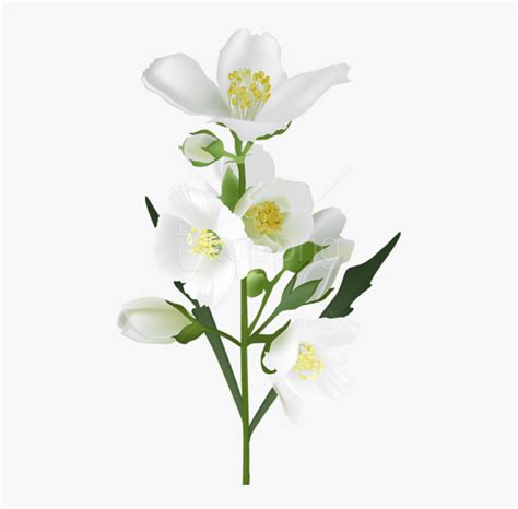 Real Flowers Png Transparent Png Transparent Png Image Pngitem