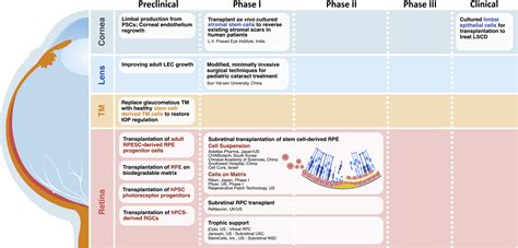 Regenerating Eye Tissues To Preserve And Restore Vision Cell Stem Cell