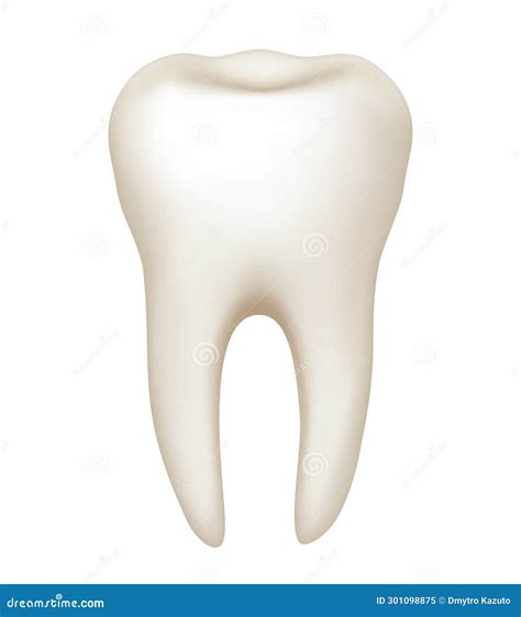 The Structure of a Human Tooth. Anatomy of the Tooth Stock Illustration ... 