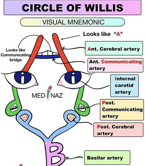 Circle Of Wills Anatomie Medizin Organe