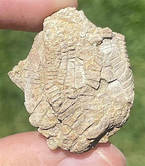 Crinoid Fossils Of Texas