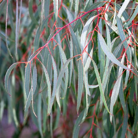 Buy Eucalyptus Nicholii Nichols Willow Leafed Peppermint Sarah Raven