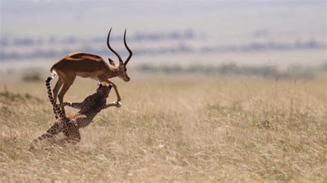 Photographing Endangered Wildlife in Kenya