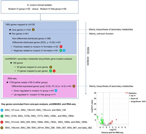 Frontiers Genomic And Phenotypic Characterization Of Streptococcus