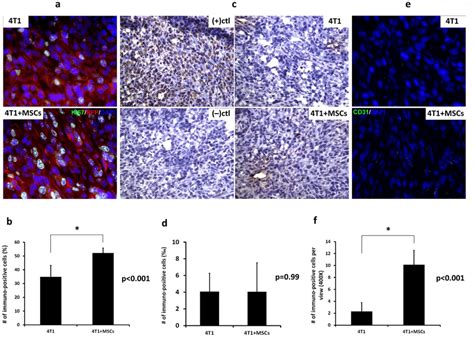 Tumor Immunostaining For Proliferation Apoptosis And Angiogenesis