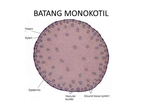 Gambar Jaringan Batang Monokotil - Homecare24