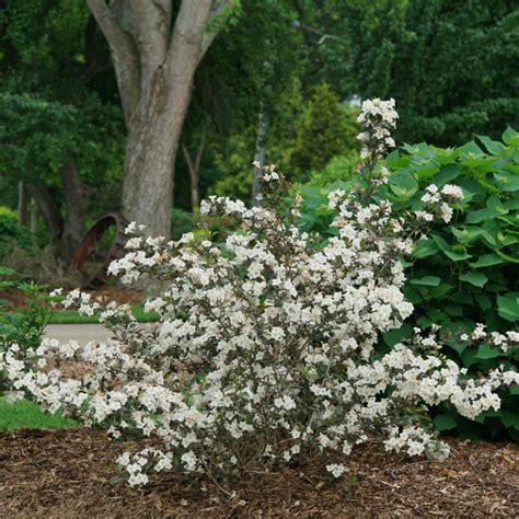 Wine And Spirits® Weigela Proven Winners Colorchoice Flowering Shrubs