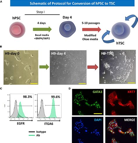 Figure 1 From Derivation Of Functional Trophoblast Stem Cells From Primed Human Pluripotent Stem