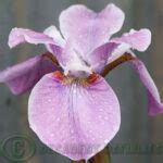 Siberian Iris Pink Haze Decadent Daylilies Australia