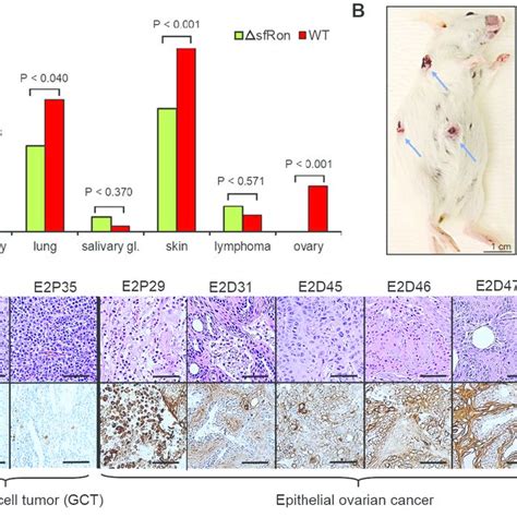 Frequency Of Dmba Induced Tumors In Mice A The Sfron Deficient Mice