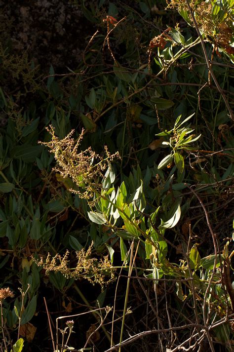 Flora Of Zambia Species Information Individual Images Rumex Usambarensis