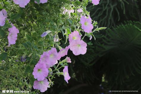 碧冬茄摄影图 花草 生物世界 摄影图库 昵图网nipic