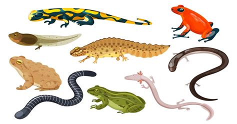 Amphibians Reptiles: 15 Key Differences, Examples, 54% OFF