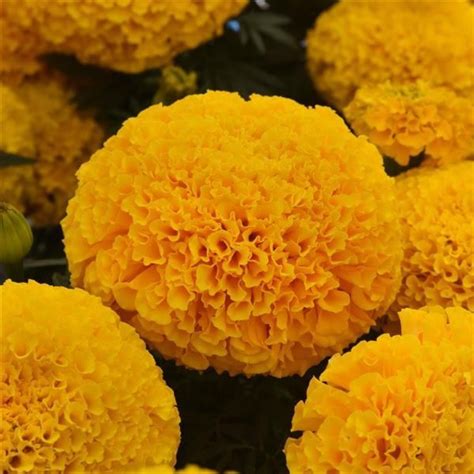 Marvel Ii Gold Marigold Hybrid Seeds 5600 African Type Osc Seeds