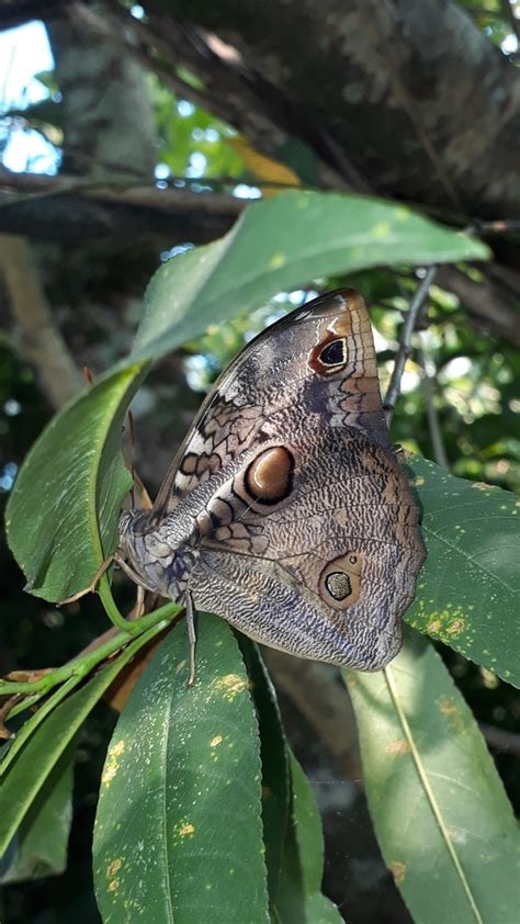 Mariposa B Ho De Banda Dividida Desde J M Fj Huilicapa Ver