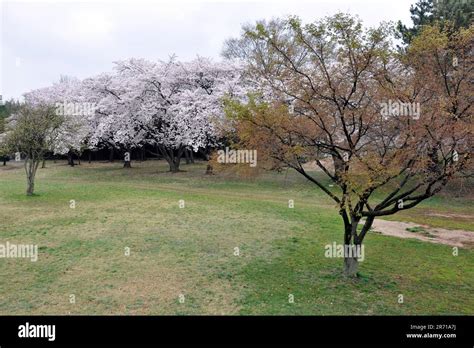 South Korea. Gyeongju. Tumuli park and Bulguksa temple Stock Photo - Alamy