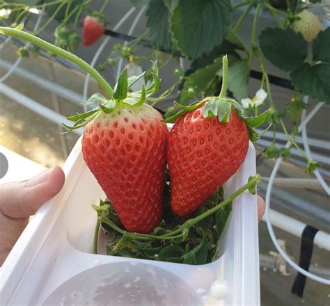 Why Gaiya Farm Is The Perfect Place To Experience Strawberry Picking When You Visit Chiba