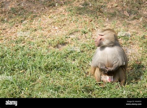 Baboons Are African And Arabian Old World Monkeys Belonging To The