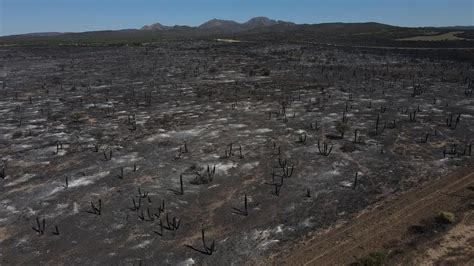 Sequía E Incendios Las Dramáticas Imágenes De La Destrucción Causada